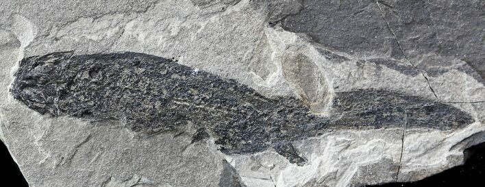 Permian Branchiosaur (Amphibian) Fossil - Germany #44400